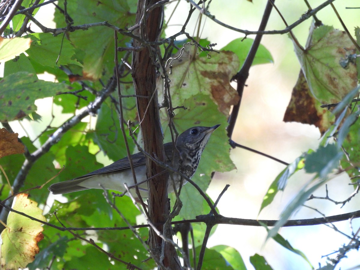 Gray-cheeked Thrush - ML610979282