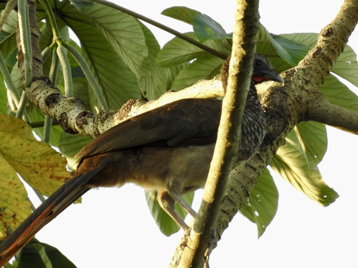 Speckled Chachalaca - ML610979339