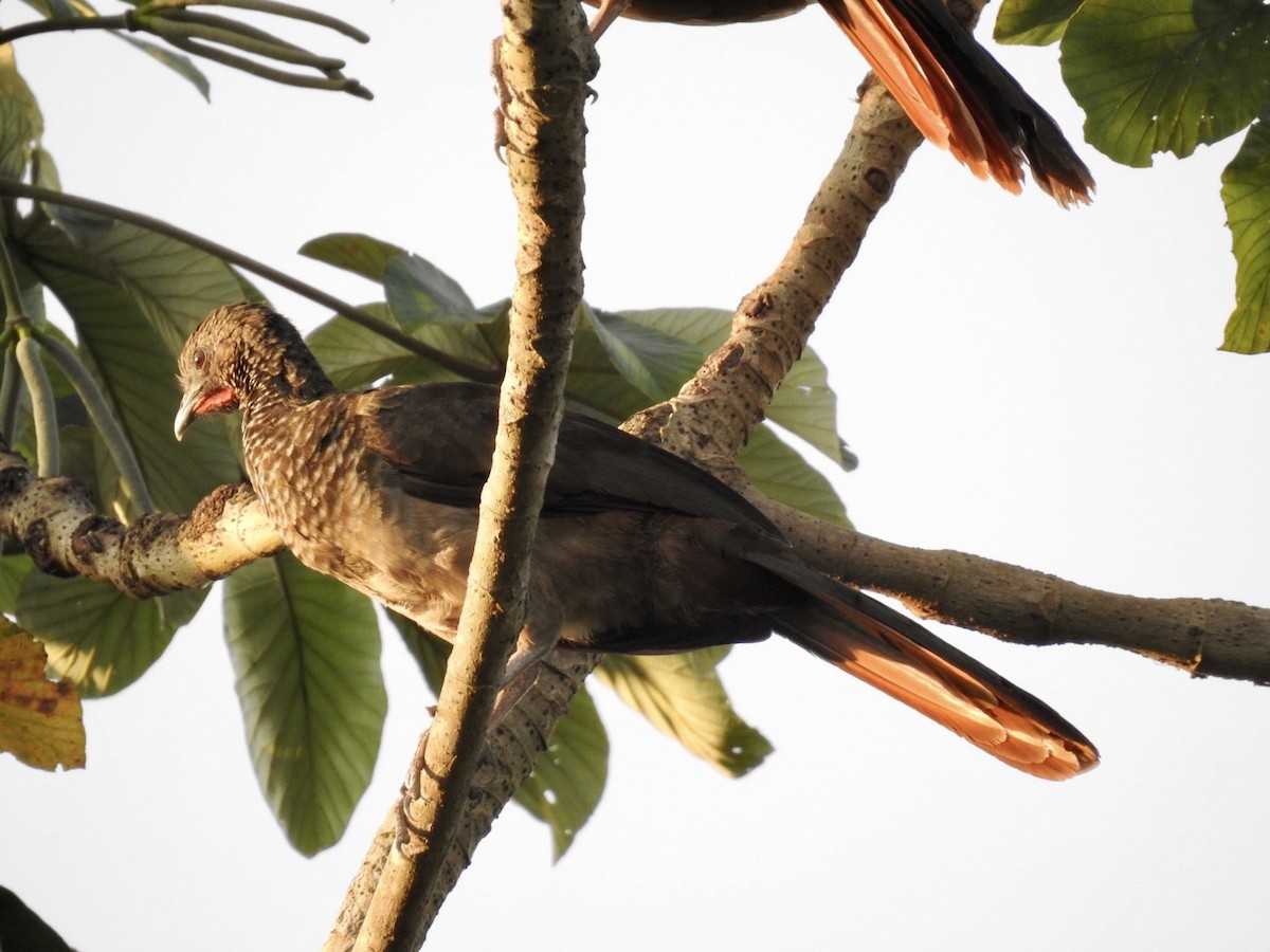 Speckled Chachalaca - ML610979340