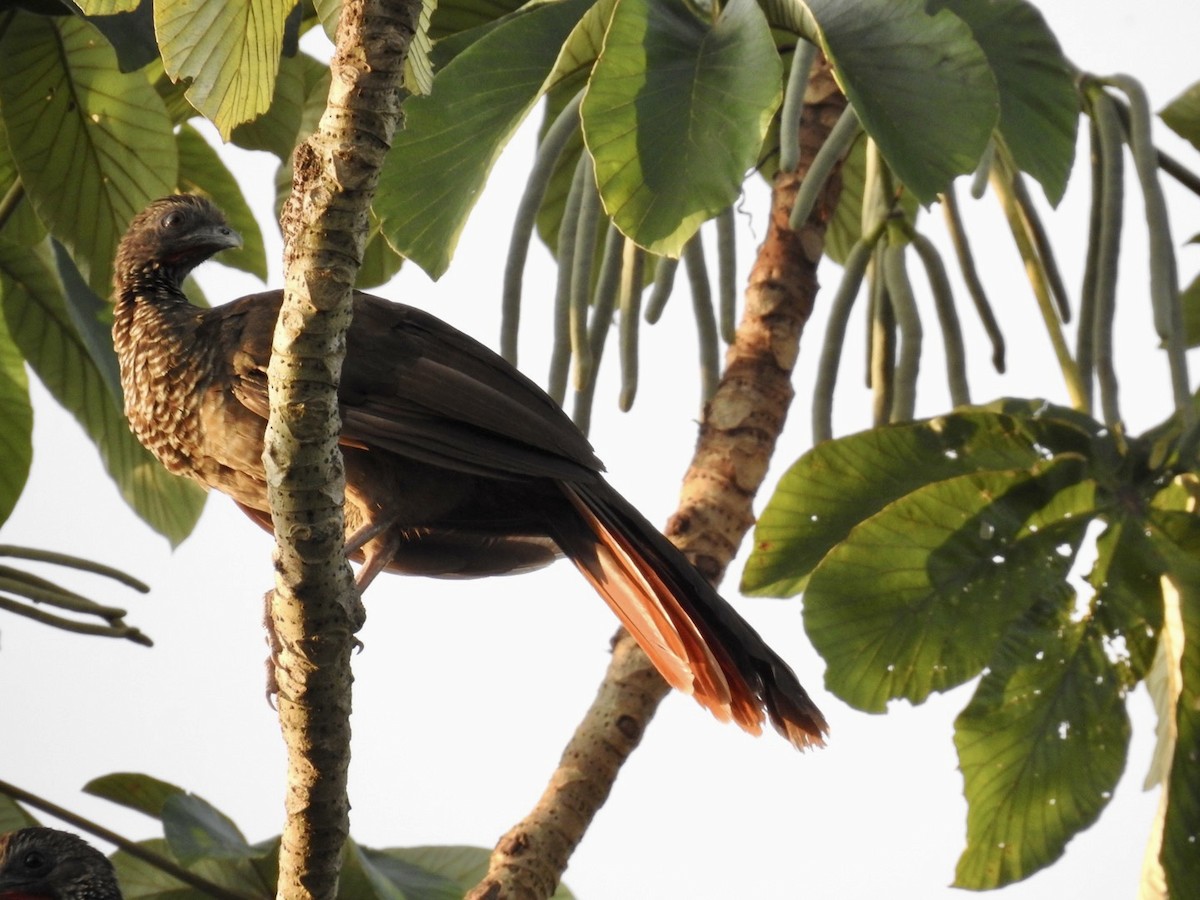 Speckled Chachalaca - Nick Odio