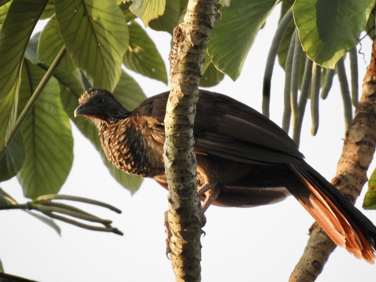 Chachalaca Moteada - ML610979342