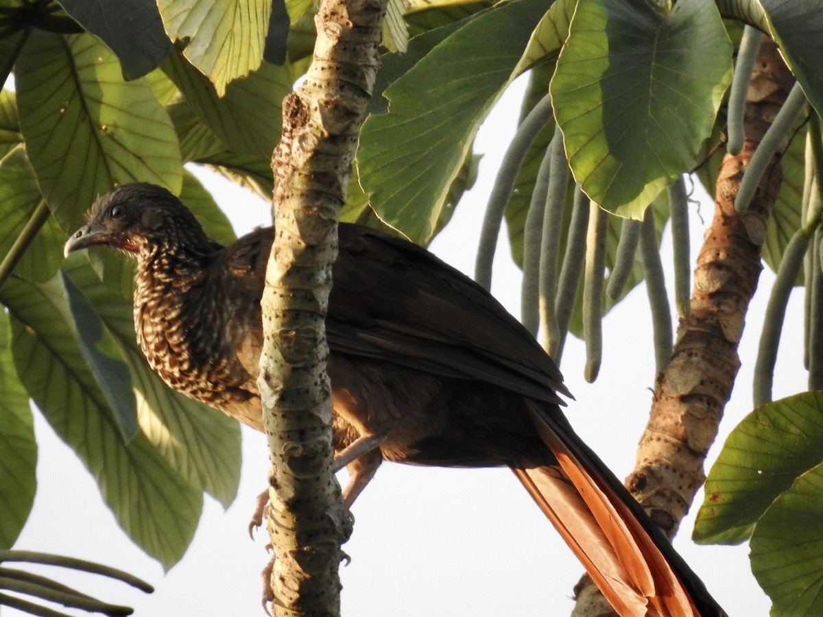 Chachalaca Moteada - ML610979344