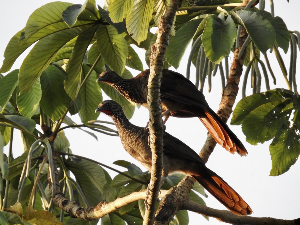 Chachalaca Moteada - ML610979345