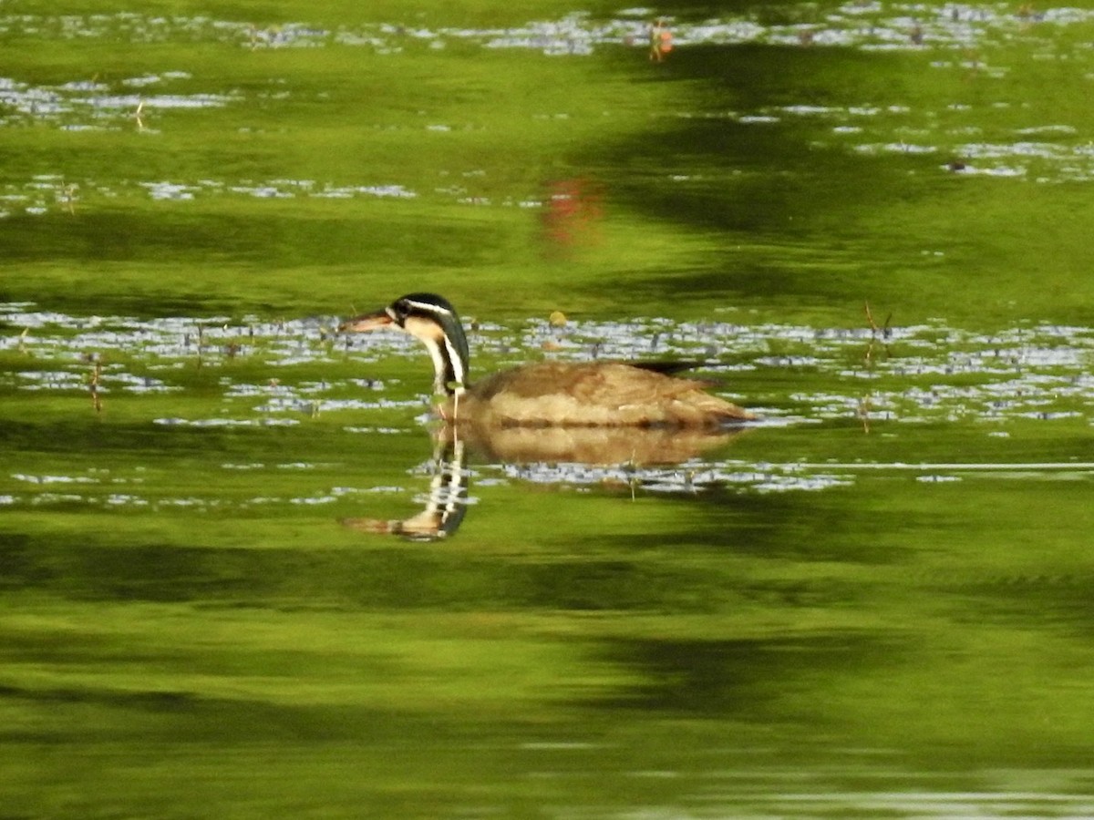 Sungrebe - Nick Odio