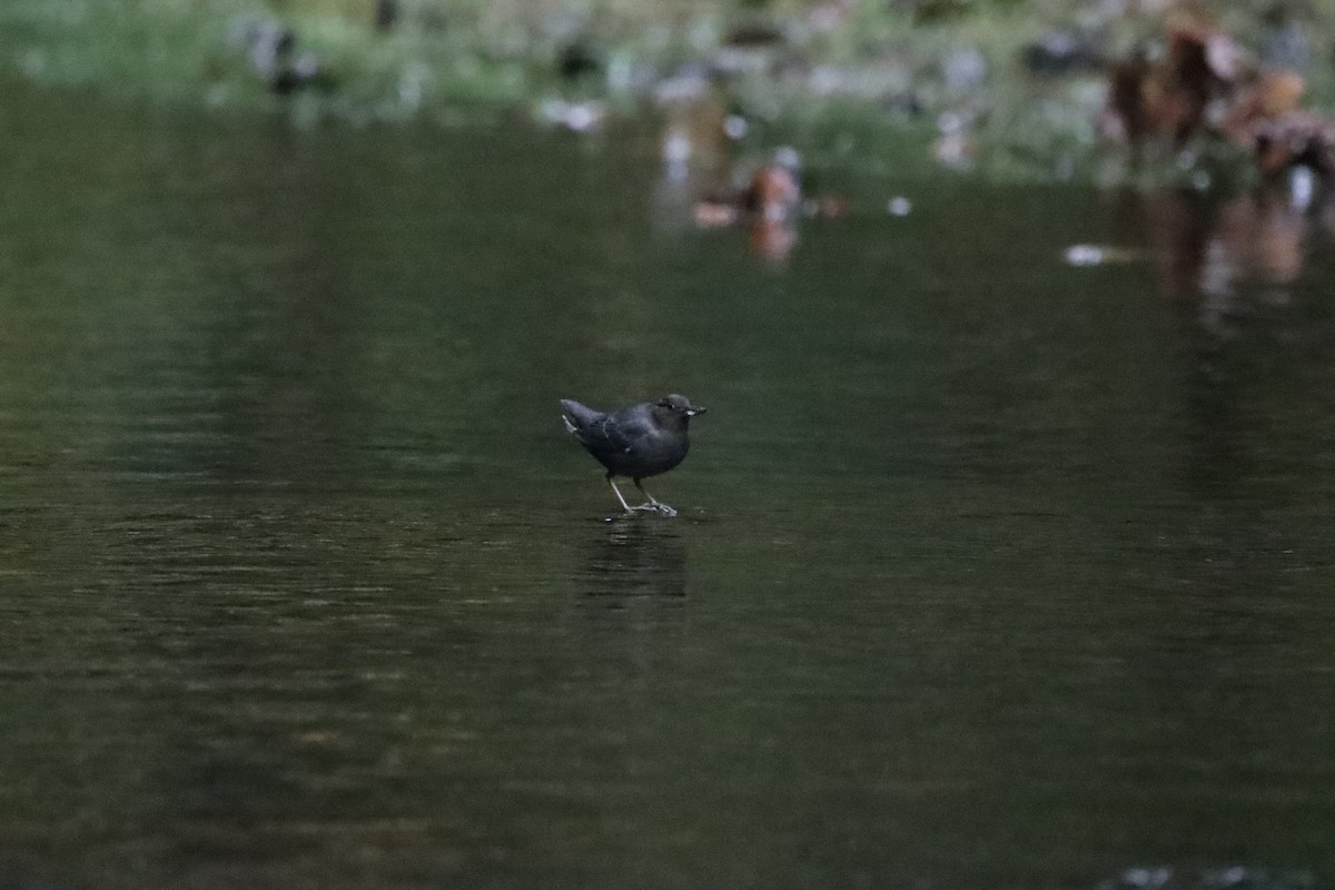 American Dipper - ML610979391