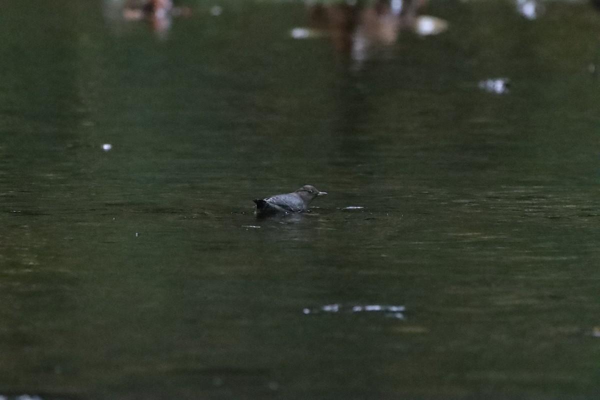 American Dipper - Noah Morales