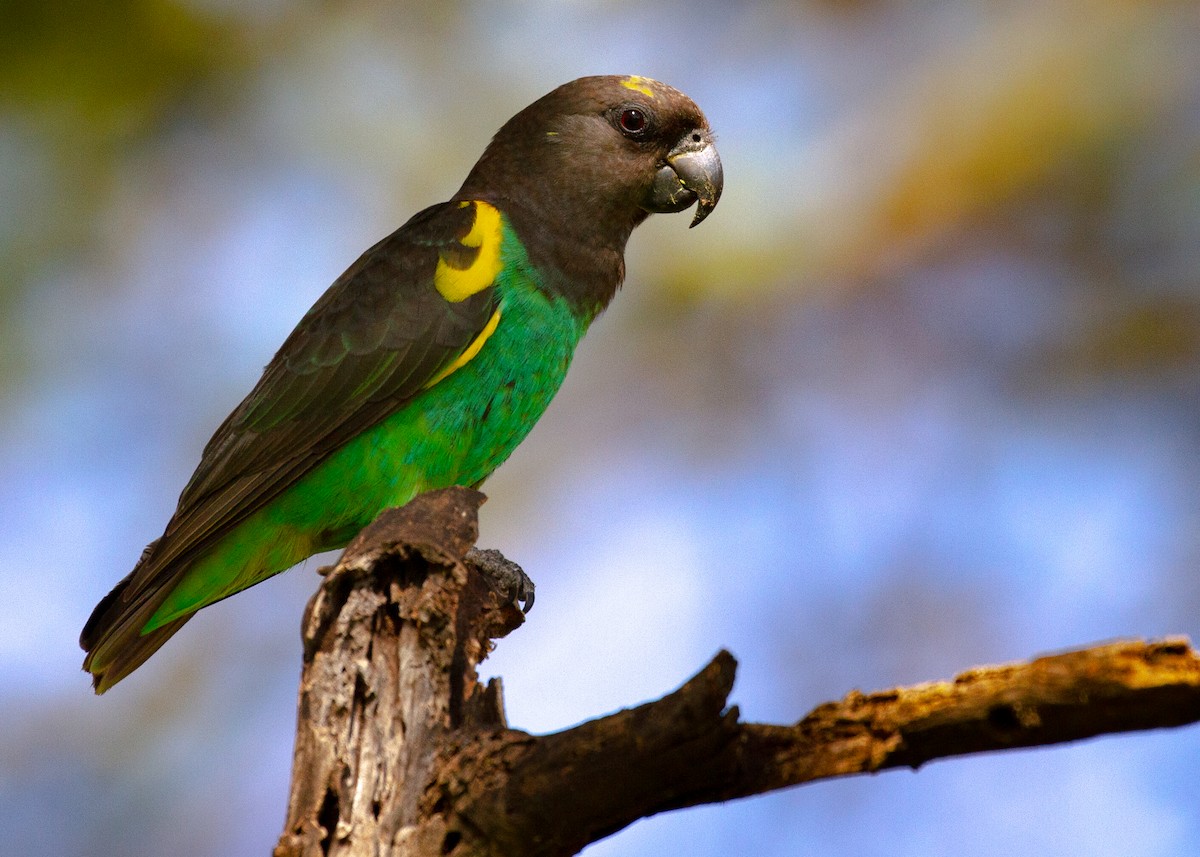 Meyer's Parrot - ML610979403