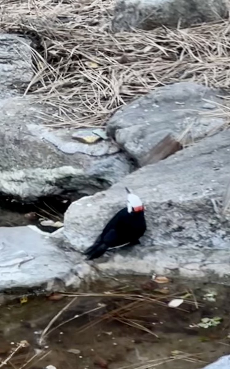 White-headed Woodpecker - ML610979410