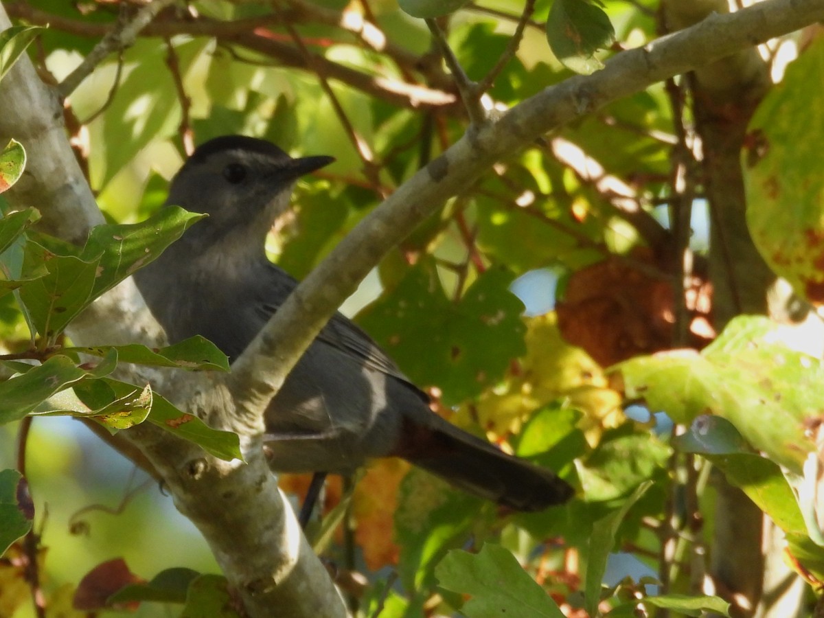 Gray Catbird - ML610979412