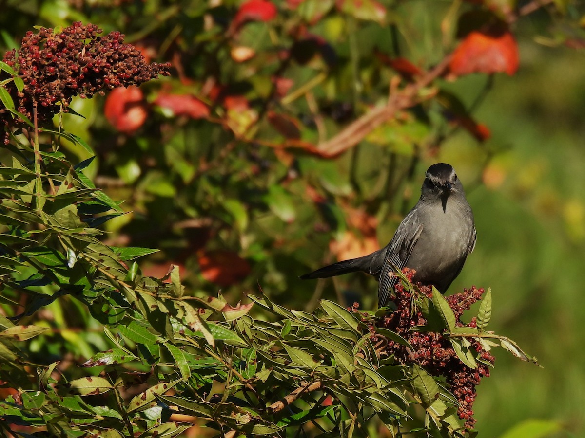 Gray Catbird - Judy McCord