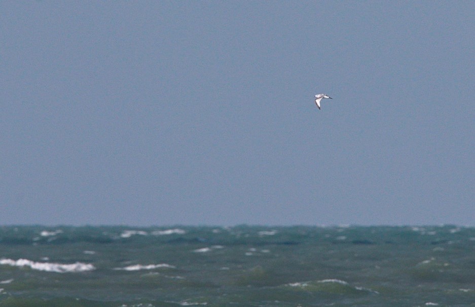 Black-legged Kittiwake - Brandon Holden