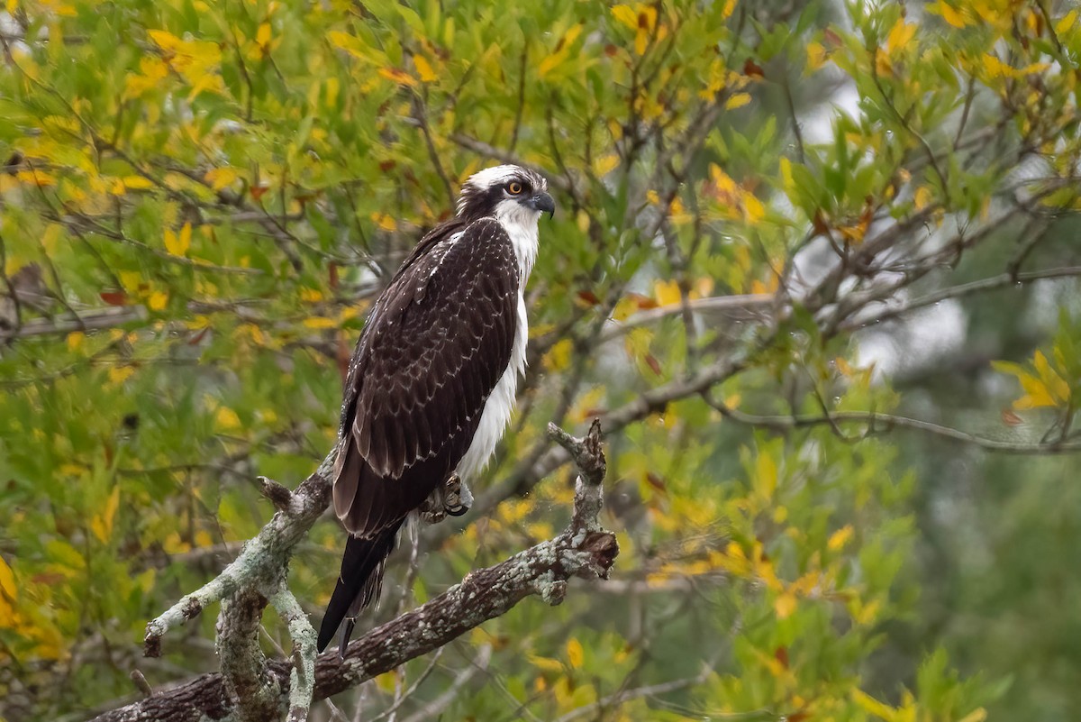 Águila Pescadora - ML610979450