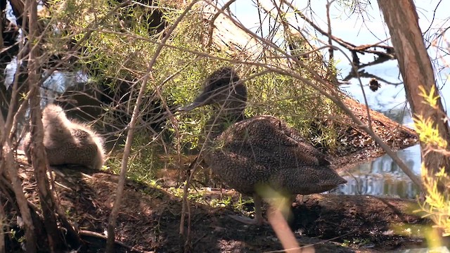 Freckled Duck - ML610979462