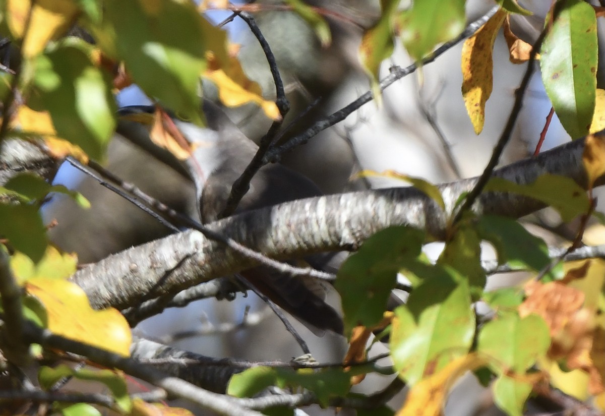 Yellow-billed Cuckoo - ML610979469