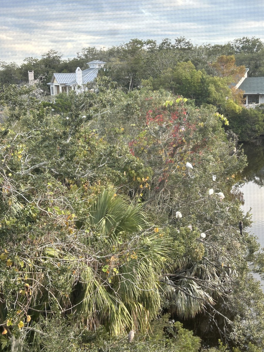 Wood Stork - ML610979476