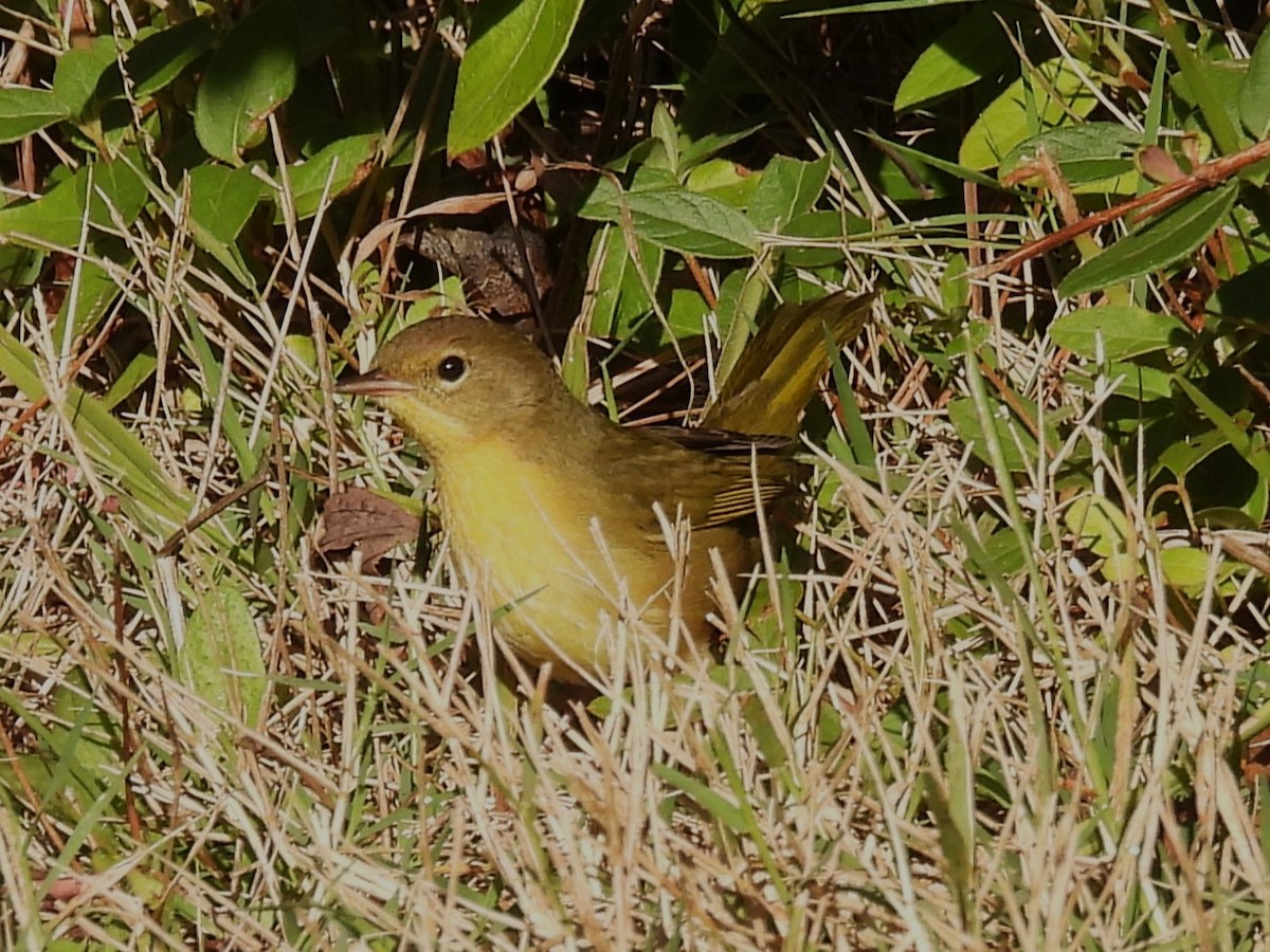 Common Yellowthroat - ML610979488