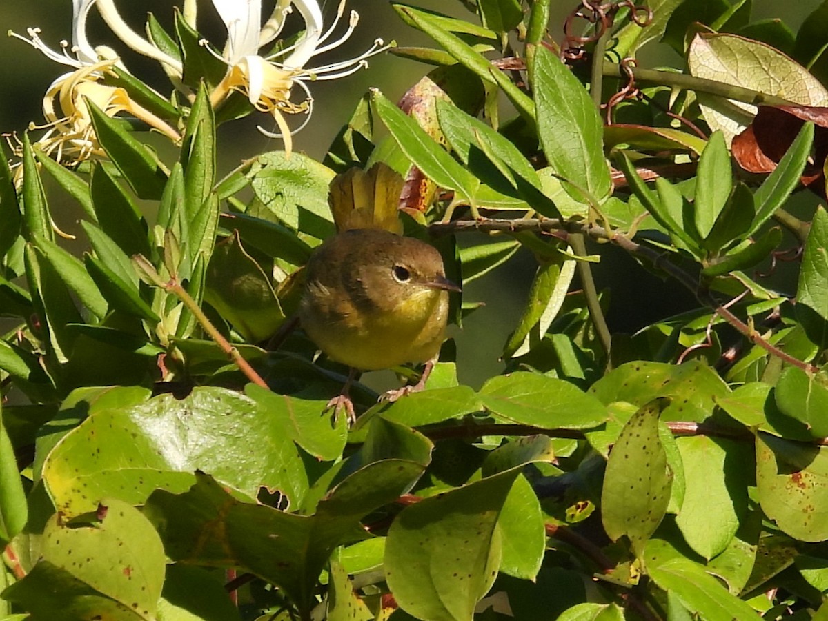 Common Yellowthroat - ML610979489