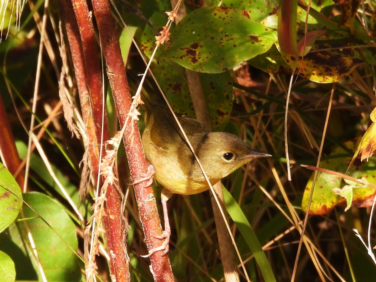 Common Yellowthroat - ML610979490