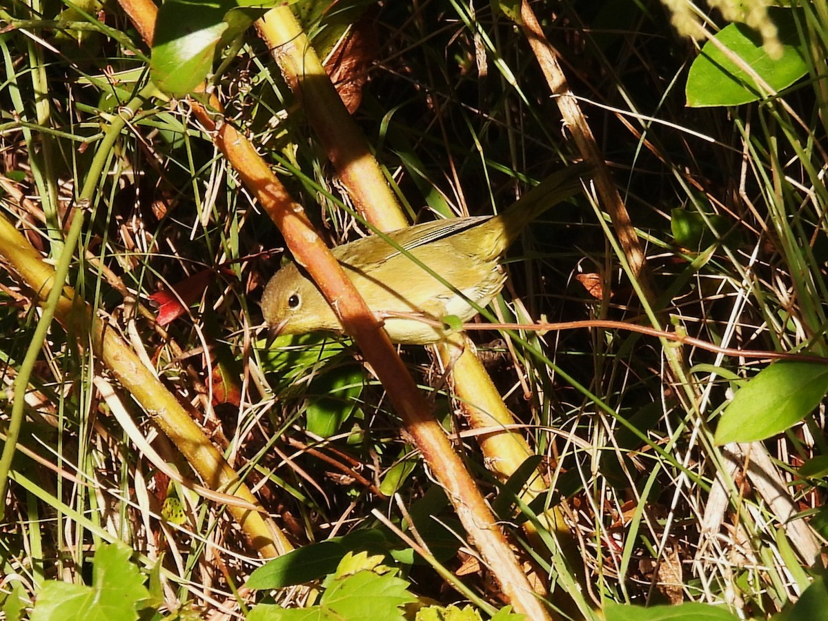 Common Yellowthroat - ML610979491