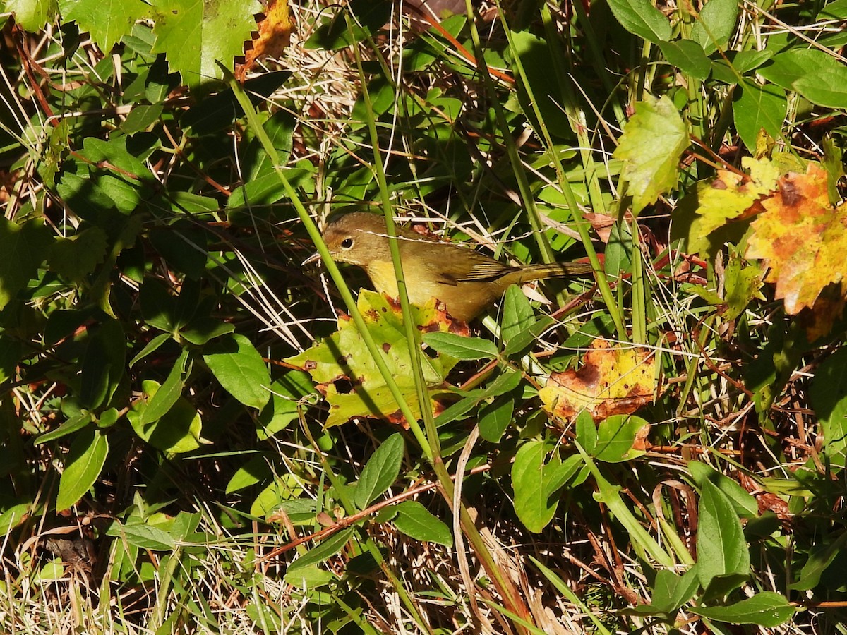 Common Yellowthroat - ML610979492