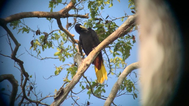 Crested Oropendola - ML610979503