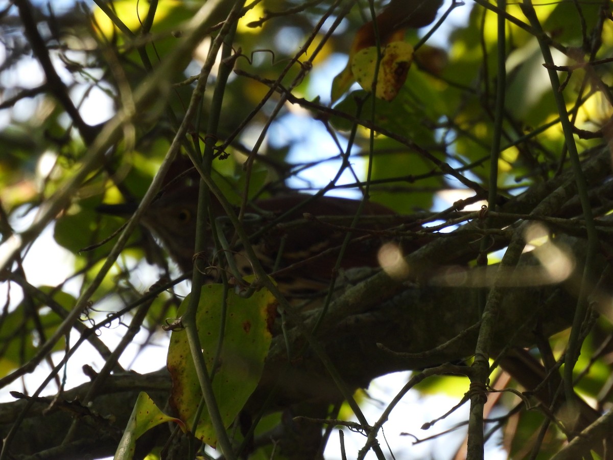 Brown Thrasher - ML610979581