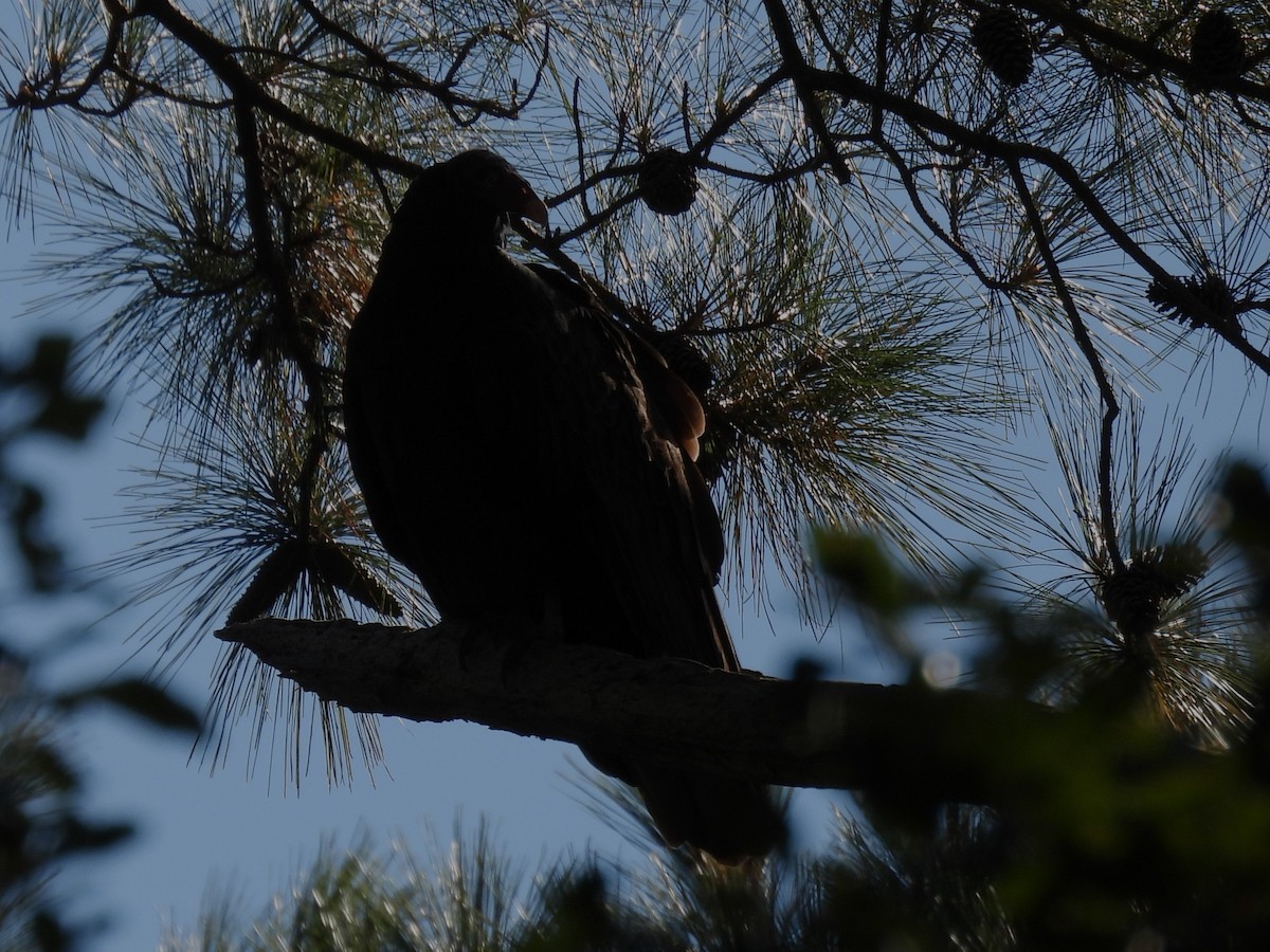 Black Vulture - ML610979632