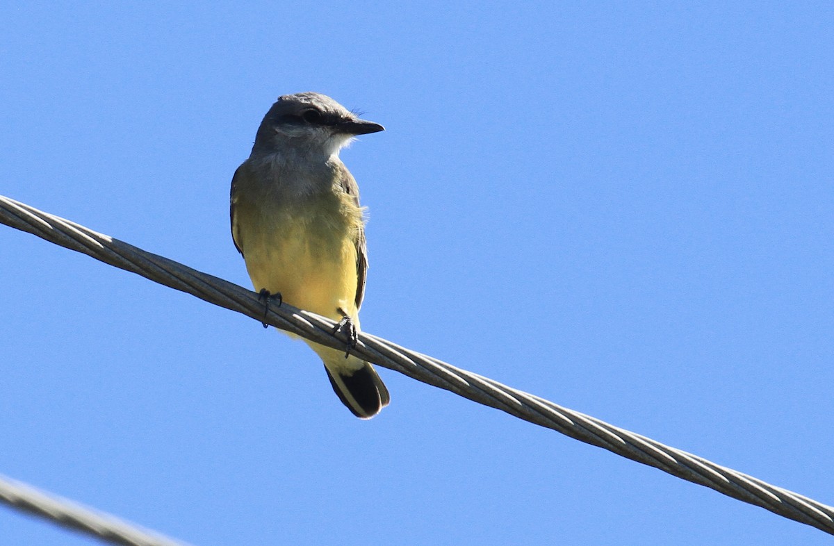 Western Kingbird - ML610979646