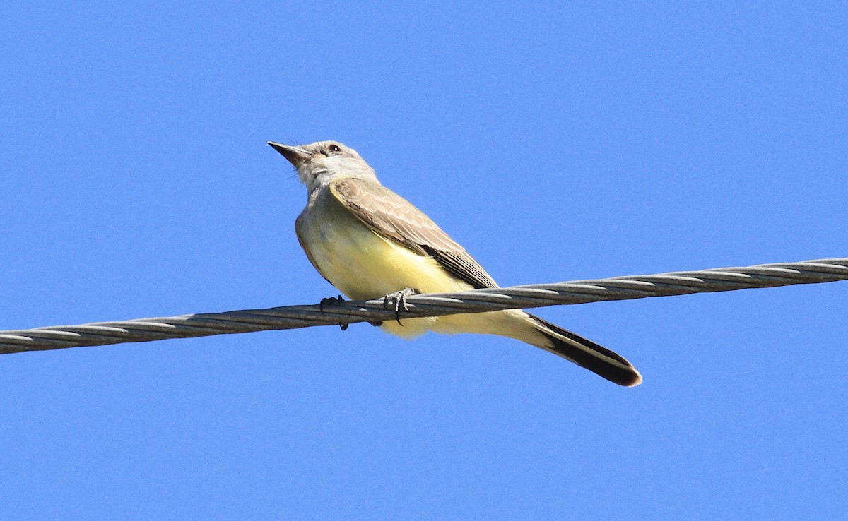 Western Kingbird - ML610979647