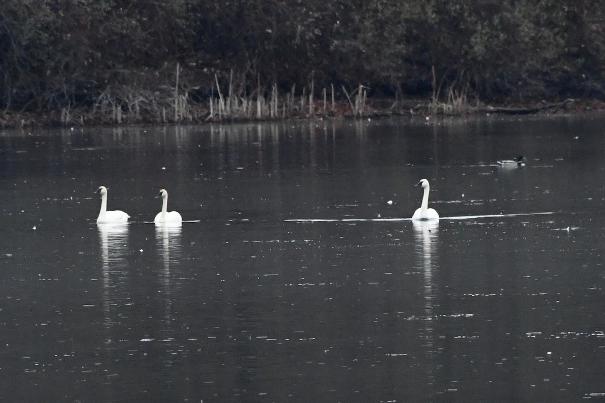 Tundra Swan - ML610979648