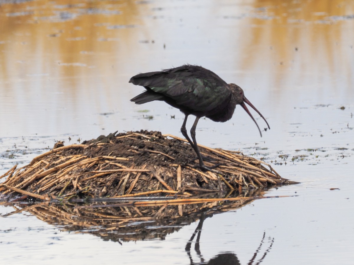 ibis andský - ML610979698