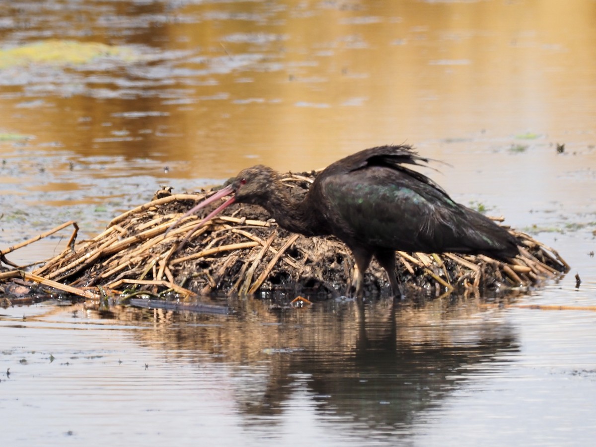 Puna Ibis - Todd Deininger