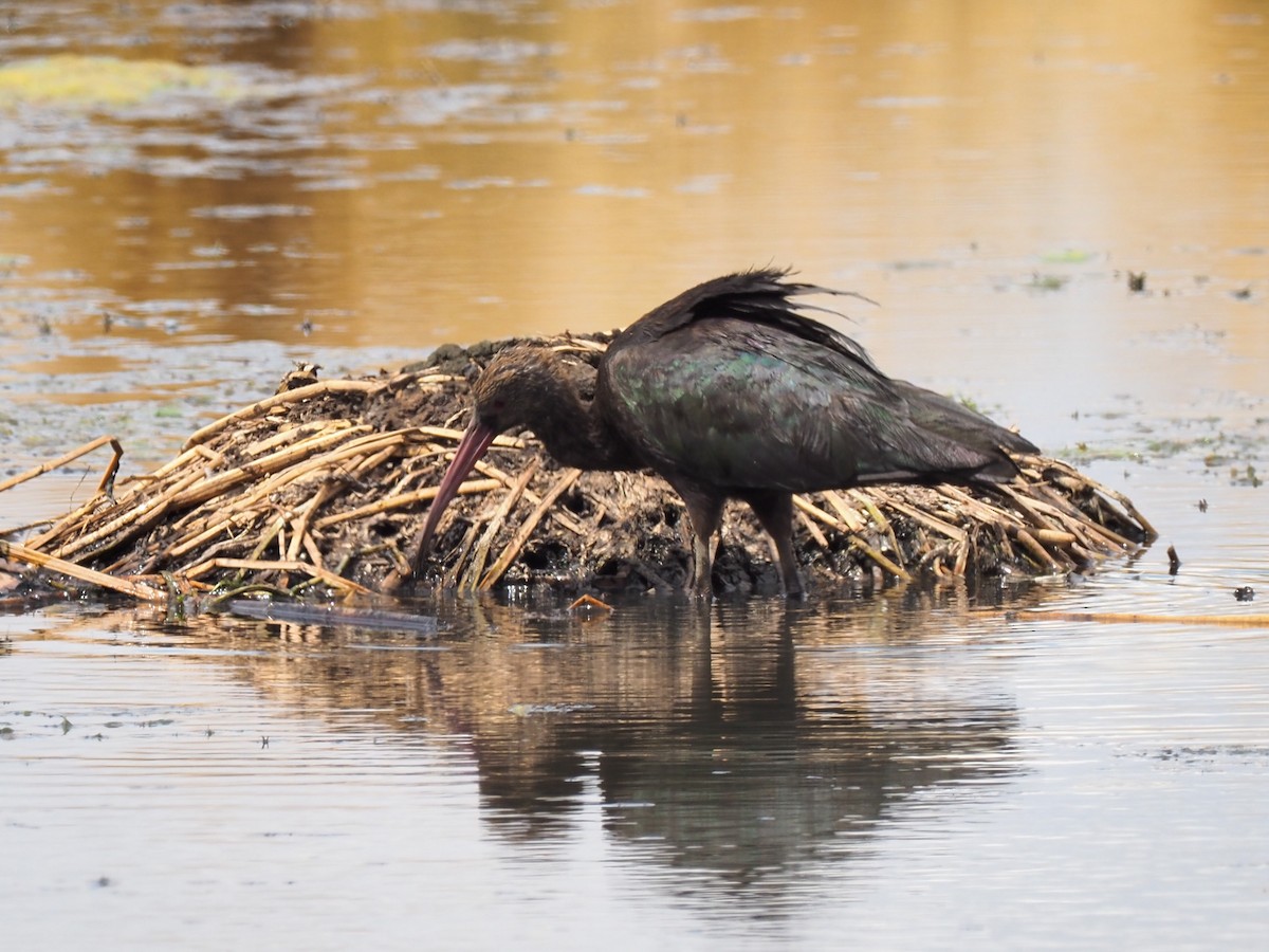 Puna Ibis - Todd Deininger