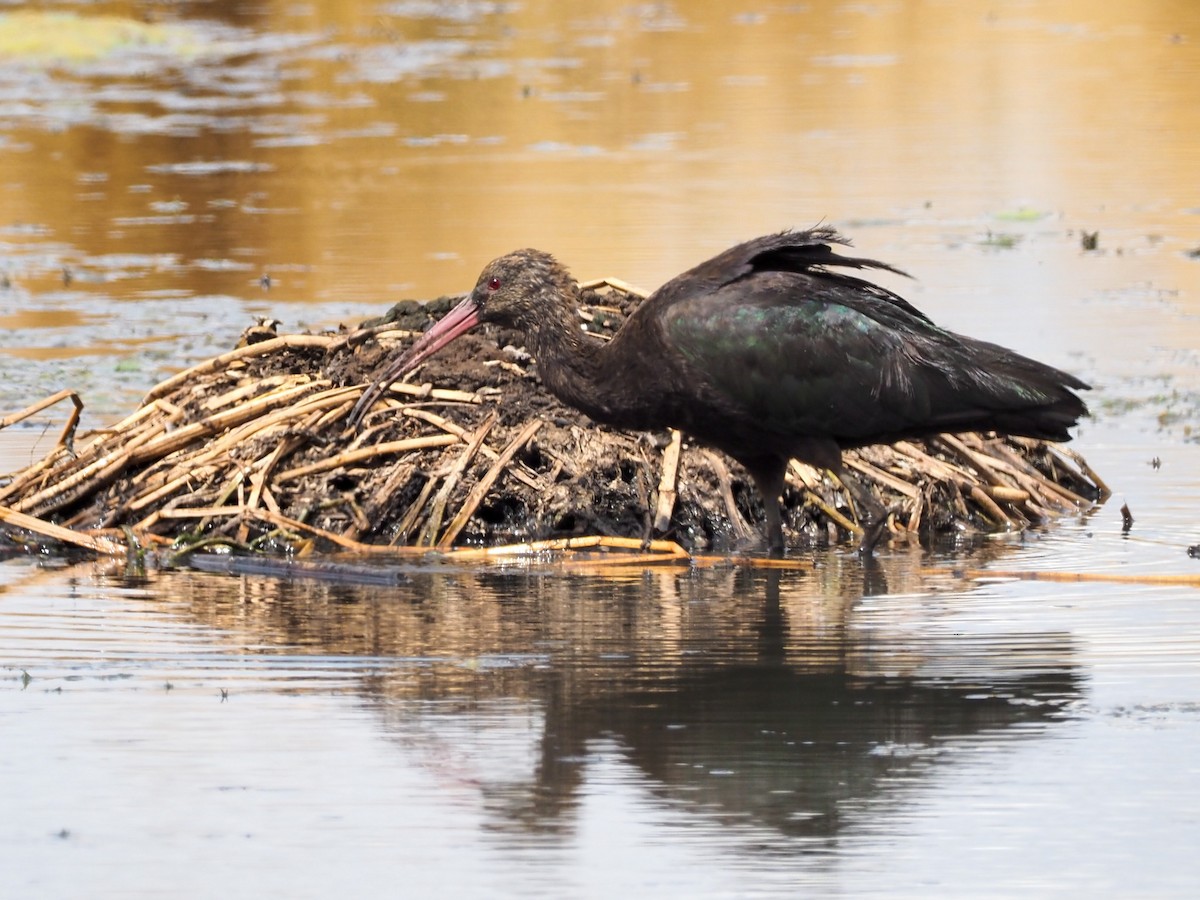 Puna Ibis - Todd Deininger