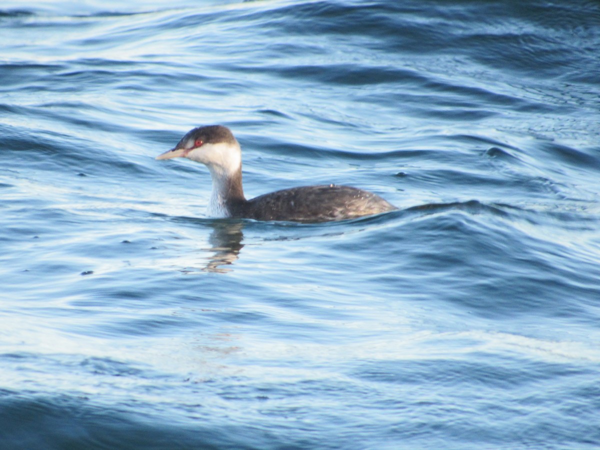 Horned Grebe - ML610979839