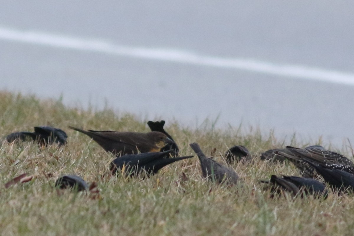 Yellow-headed Blackbird - ML610979925