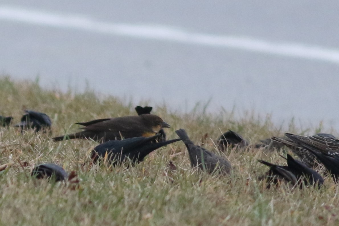 Yellow-headed Blackbird - ML610979930