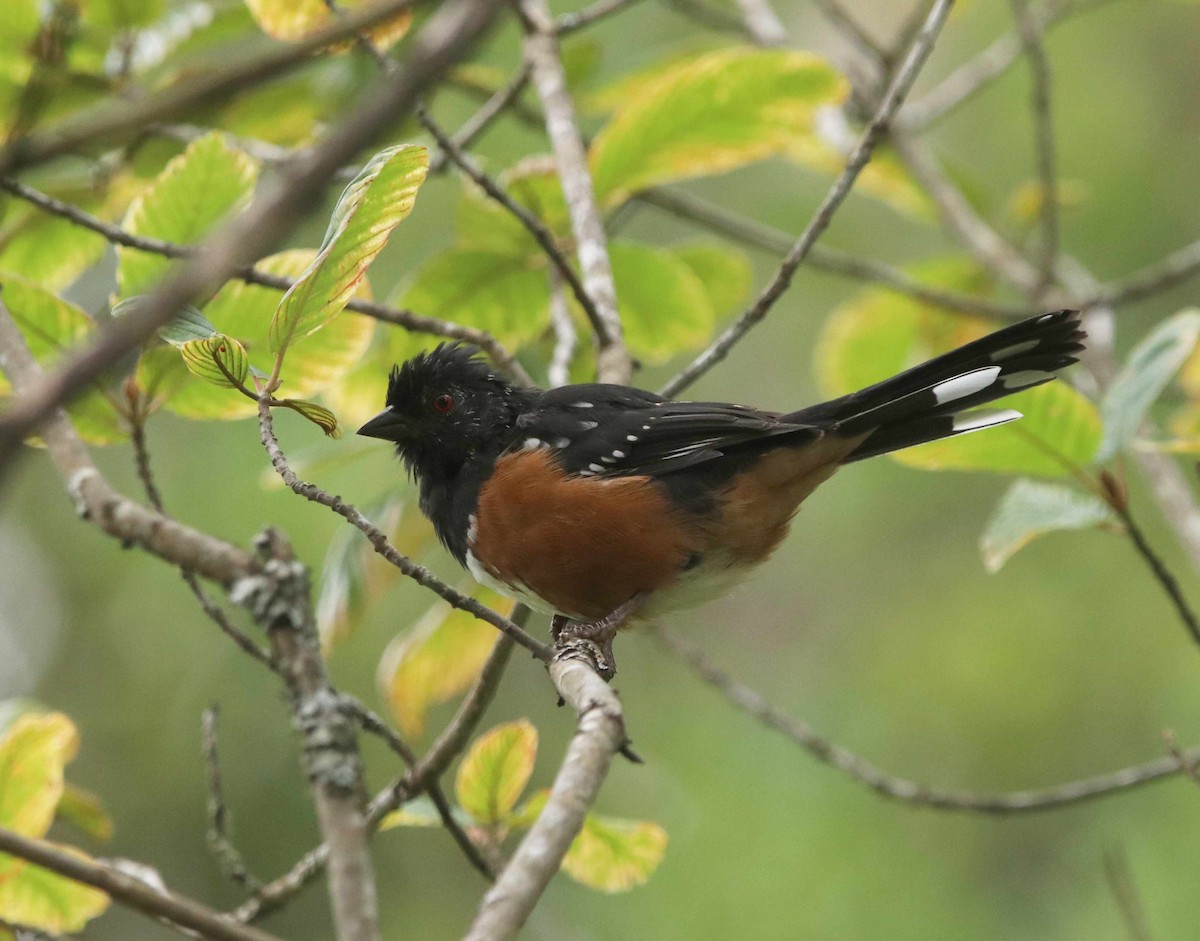 Spotted Towhee - ML610979967