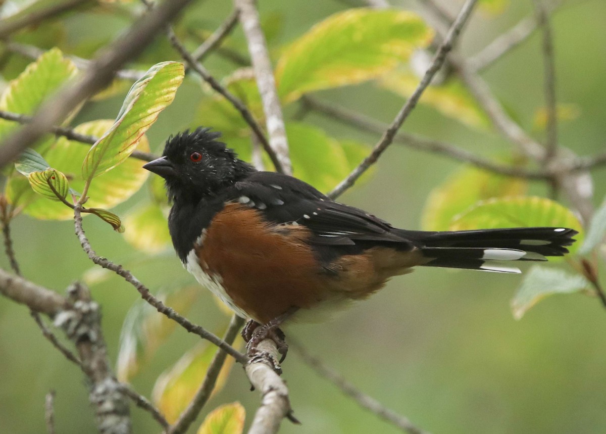 Spotted Towhee - ML610979968