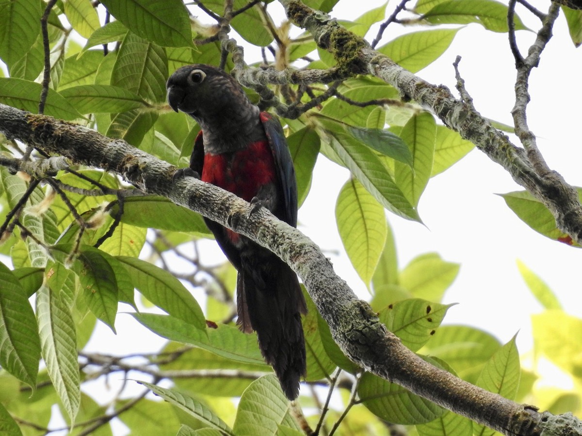 Crimson-bellied Parakeet - ML610980089