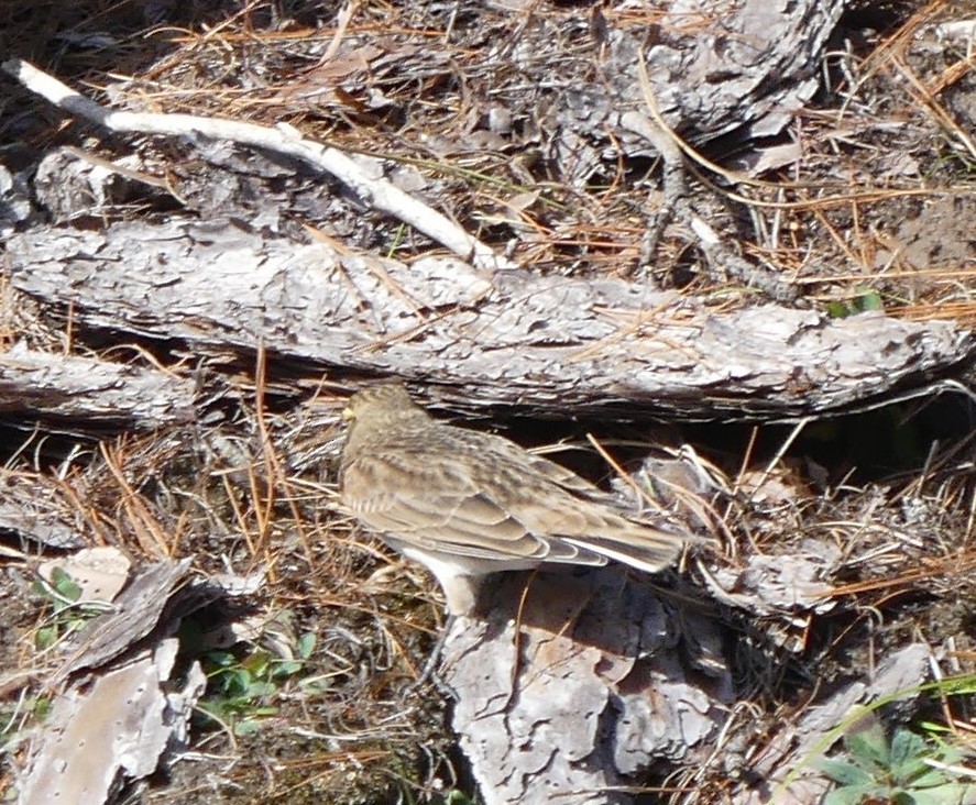 Horned Lark - ML610980162