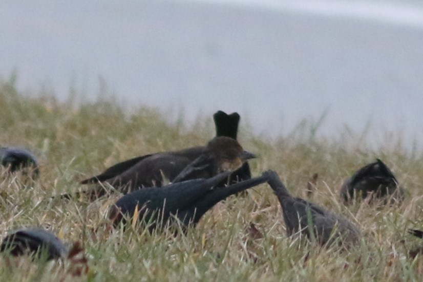 Yellow-headed Blackbird - ML610980201
