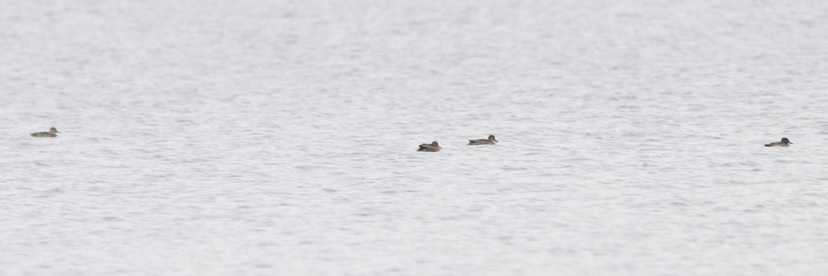 Green-winged Teal - Jim Tolbert