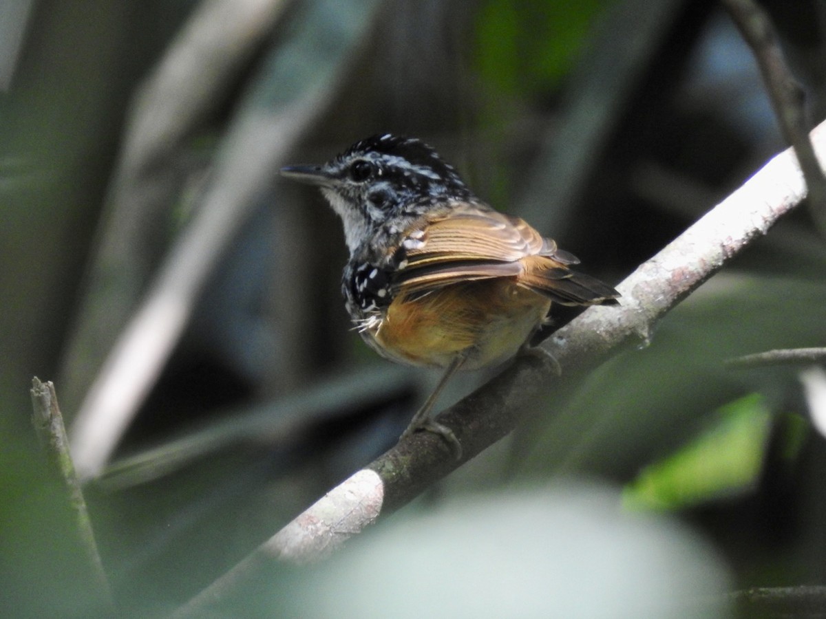 Spix's Warbling-Antbird - ML610980268