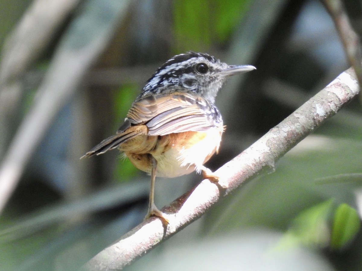 Spix's Warbling-Antbird - ML610980272