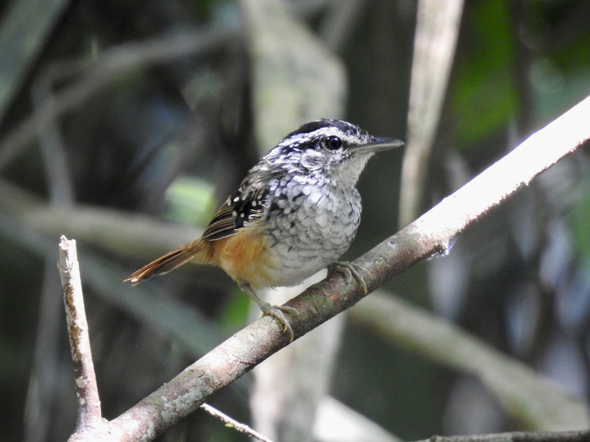 Spix's Warbling-Antbird - ML610980277