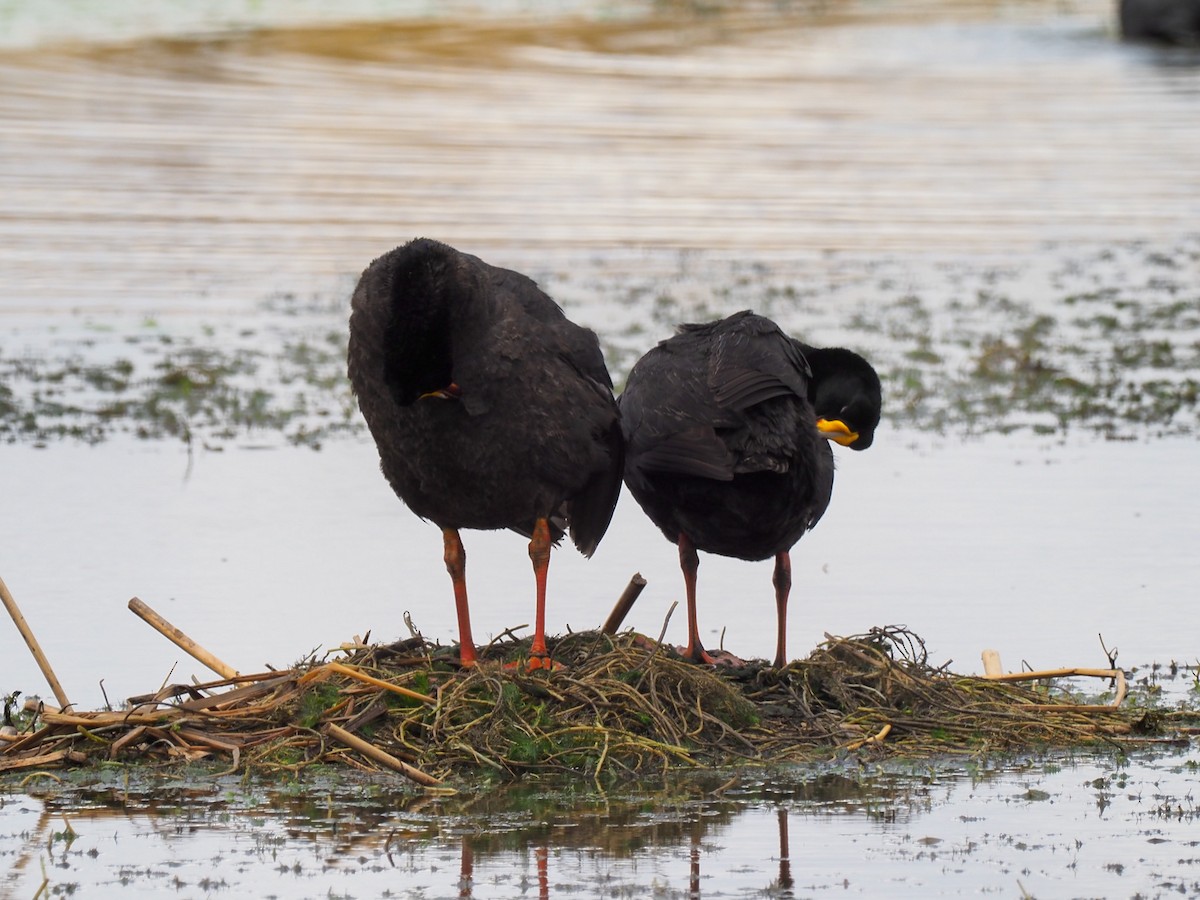 Giant Coot - ML610980287
