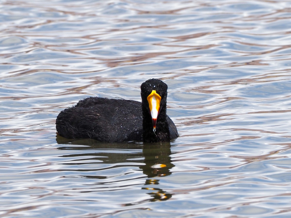 Giant Coot - ML610980290
