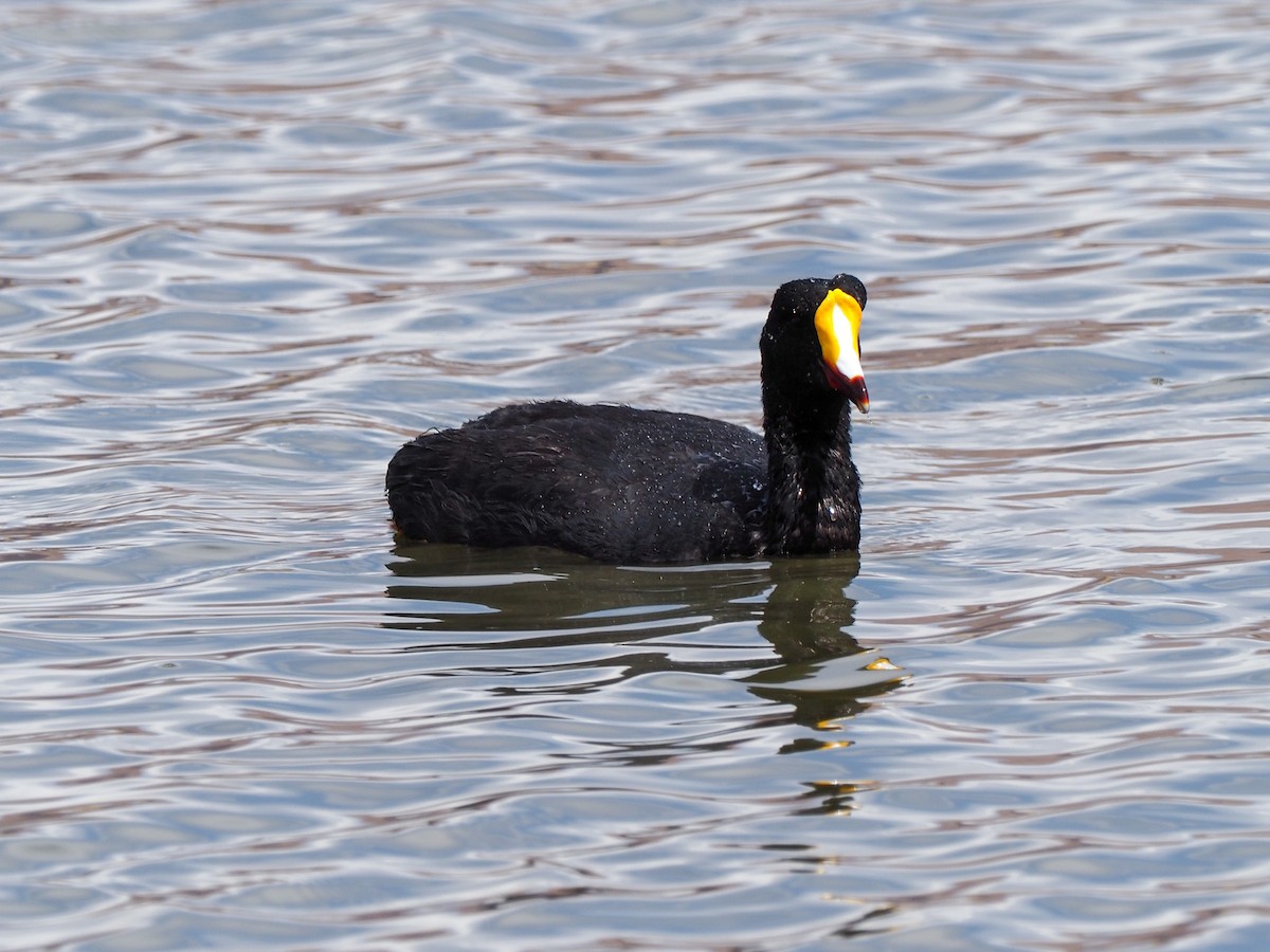 Giant Coot - ML610980291