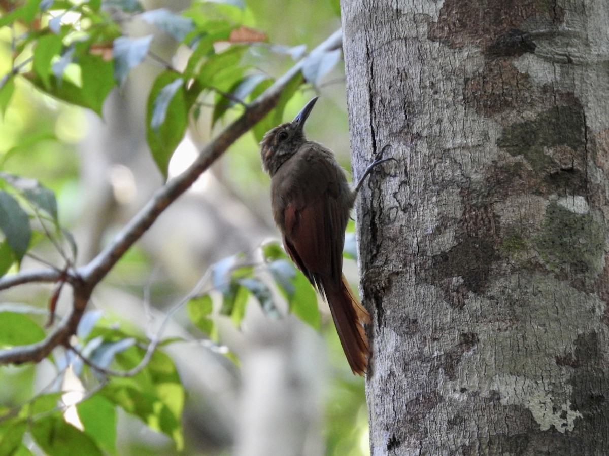 Plain-brown Woodcreeper - ML610980361